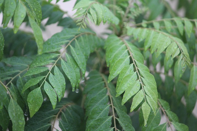 Benefits of Curry Leaves, Recipe, Nutrition Values
