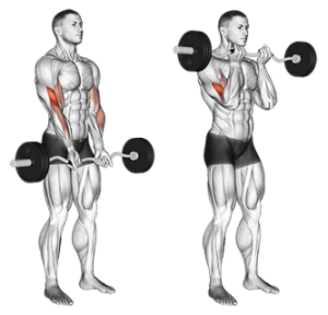  EZ Bar Curl for bicep exercise