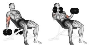 Incline Dumbbell Curl for bicep workouts