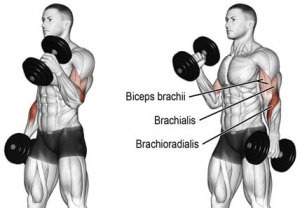 Hammer curl for bicep workouts