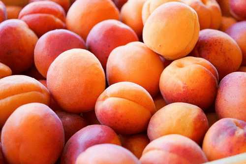 Apricots are rich in protein