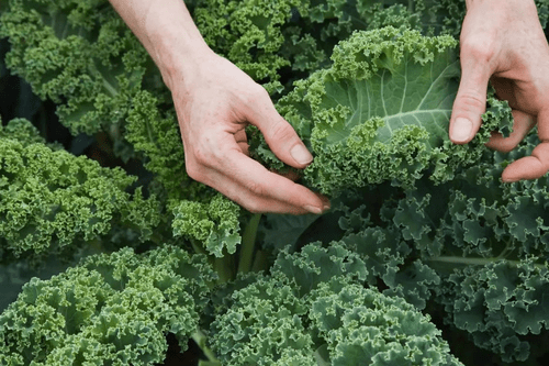 Kale boost your energy